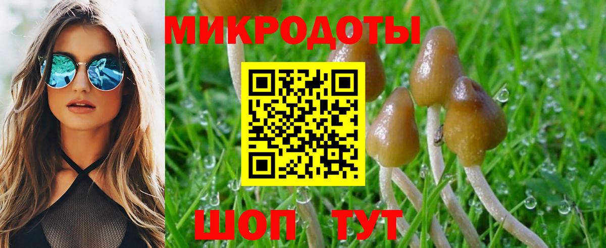 Псилоцибиновые грибы Psilocybine cubensis Калининград